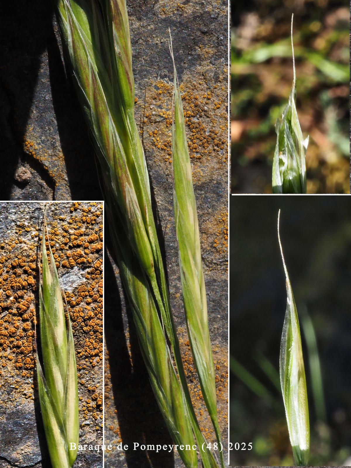 Brome, Alaska flower